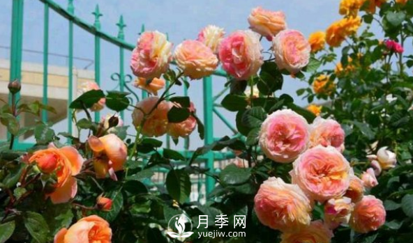 如何讓月季小苗冠幅一年達到1米？做好1狠3足(圖2)