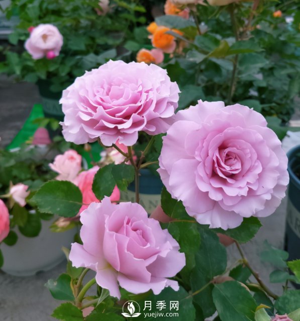 如何讓月季小苗冠幅一年達到1米？做好1狠3足(圖4)