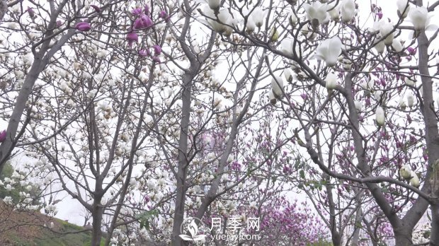 南陽(yáng)社旗：趙河游園玉蘭花開(kāi)美如畫(huà)(圖3)