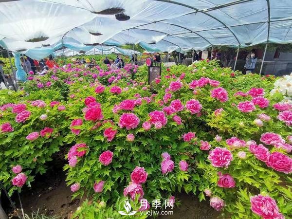 能否把牡丹確定為國花？全國人大代表連續(xù)4年提建議(圖3)