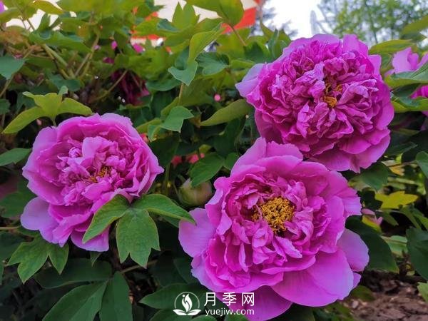 能否把牡丹確定為國花？全國人大代表連續(xù)4年提建議(圖2)