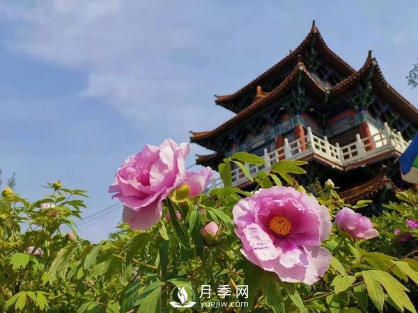 能否把牡丹確定為國花？全國人大代表連續(xù)4年提建議(圖1)