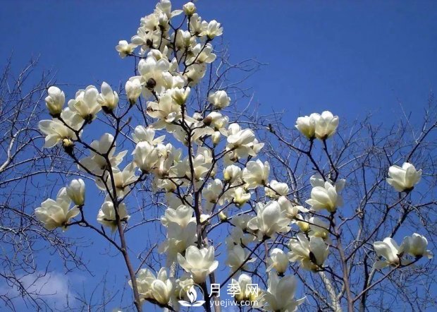 南陽南召：玉蘭花大全，5種玉蘭簡介(圖1)