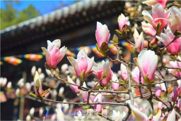 南陽南召：玉蘭花大全，5種玉蘭簡介(圖3)