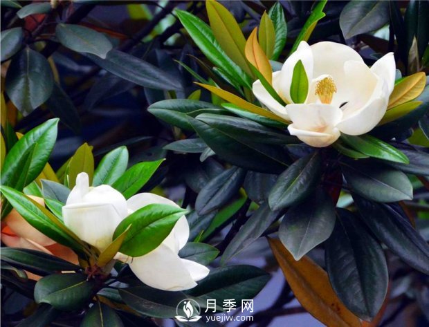 南陽南召：玉蘭花大全，5種玉蘭簡介(圖4)