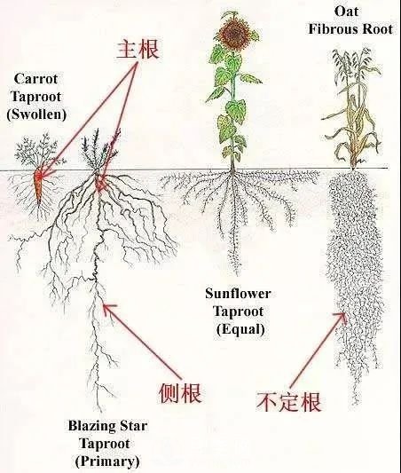 苗木養(yǎng)護，詳細的『植物根部』知識普及！(圖2)