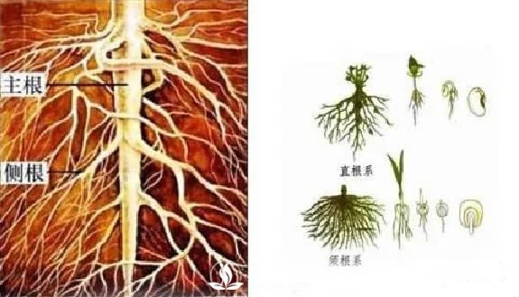 苗木養(yǎng)護，詳細的『植物根部』知識普及！(圖3)