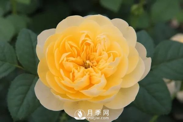 推薦7個經典的黃色月季品種(圖2)