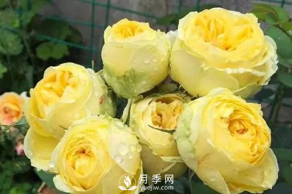 推薦7個經典的黃色月季品種(圖6)