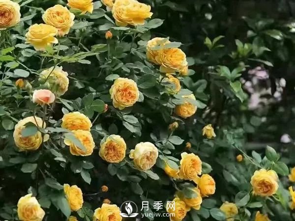 推薦7個經典的黃色月季品種(圖7)