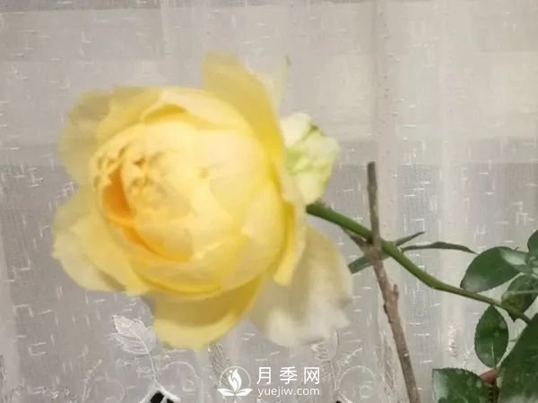 推薦7個經典的黃色月季品種(圖5)
