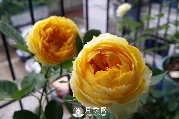 推薦7個經典的黃色月季品種(圖1)