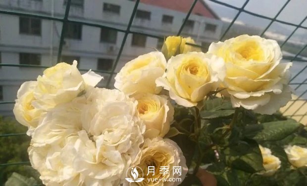 推薦7個經典的黃色月季品種(圖4)