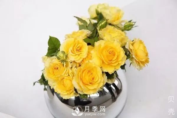 推薦7個經典的黃色月季品種(圖3)