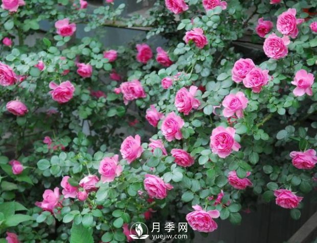 爬藤月季，一顆就能把院子打造成一花海(圖1)