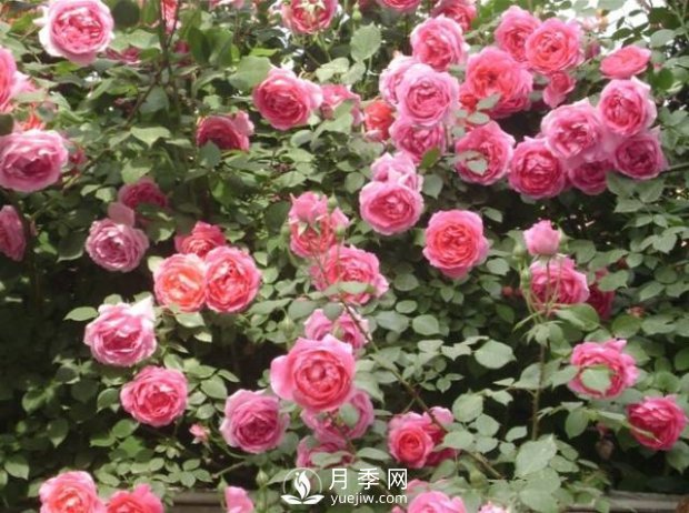 爬藤月季，一顆就能把院子打造成一花海(圖4)
