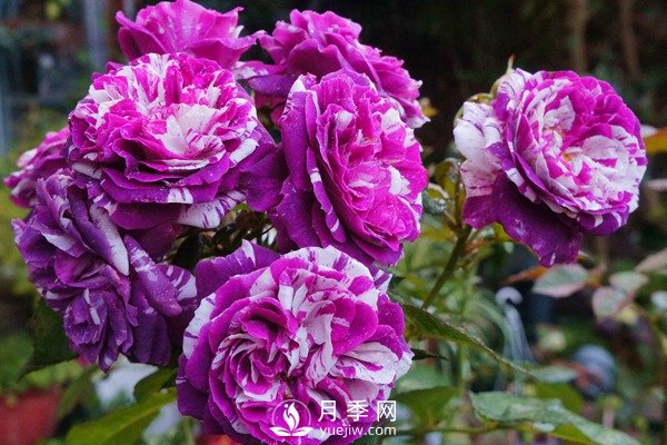 芬芳寶石和躲躲藏藏月季如何養(yǎng)？(圖1)