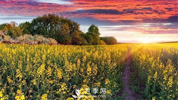 “花經(jīng)濟”如何才能“常開不敗”？(圖1)