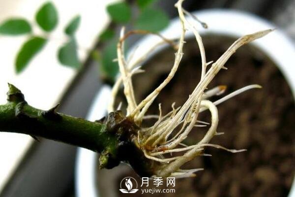 月季的扦插方法，4步完成南陽(yáng)月季的扦插(圖3)