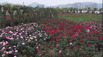 南陽(yáng)月季扮美肇慶，月季花海驚艷綻放(圖2)