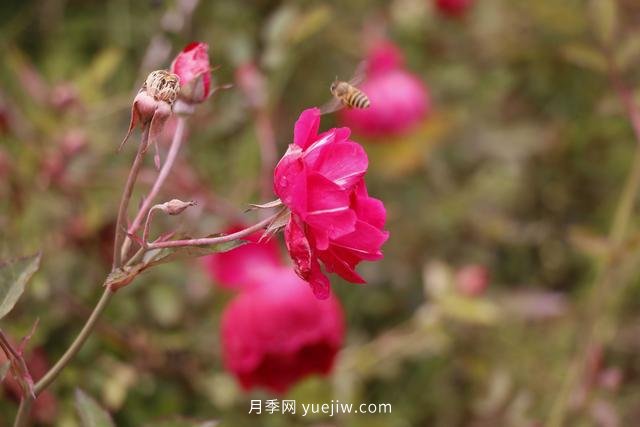四川南允30萬株豐花月季盛開，千姿百態(tài)等您來賞(圖3)