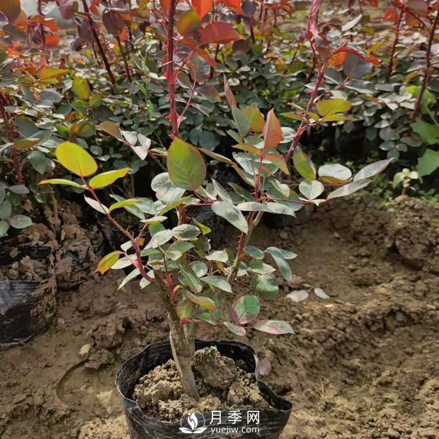 大花盆栽月季批發(fā)，粉扇.緋扇.口紅.金鳳凰(圖1)