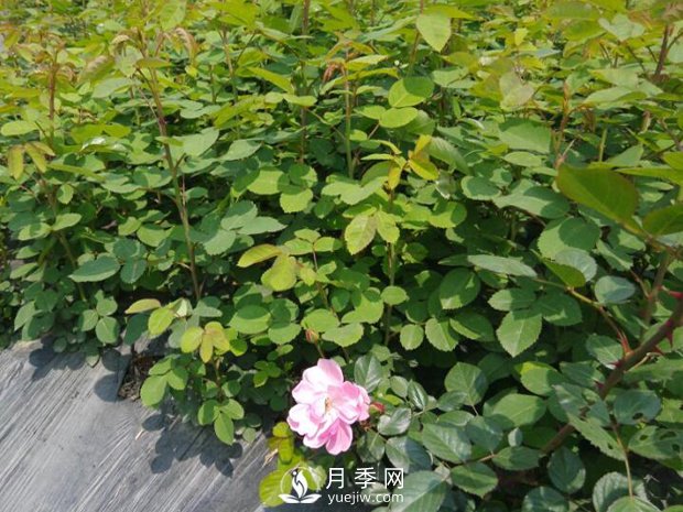 月季苗圃占了永久基本農(nóng)田，會(huì)不會(huì)被罰？(圖1)