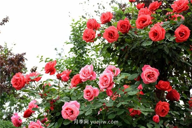 日漸火熱的“漂亮異樹”，你知道樹狀月季嗎？(圖3)