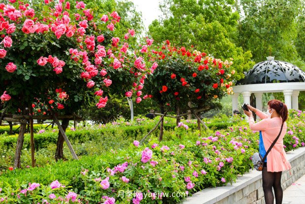 日漸火熱的“漂亮異樹”，你知道樹狀月季嗎？(圖2)