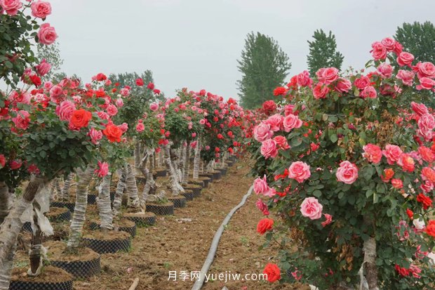 日漸火熱的“漂亮異樹”，你知道樹狀月季嗎？(圖1)