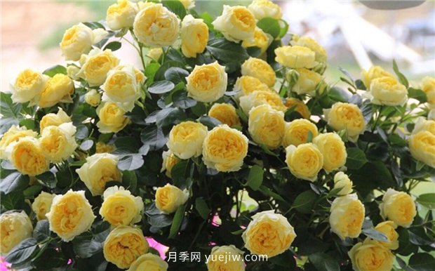 10大入門微型月季品種推薦，選這些微月就對(duì)了(圖1)