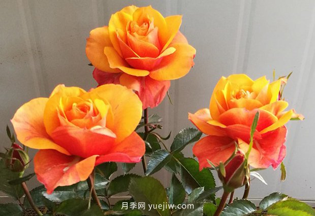 10大入門微型月季品種推薦，選這些微月就對(duì)了(圖2)