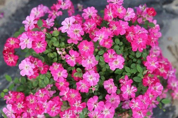 10大入門微型月季品種推薦，選這些微月就對(duì)了(圖6)