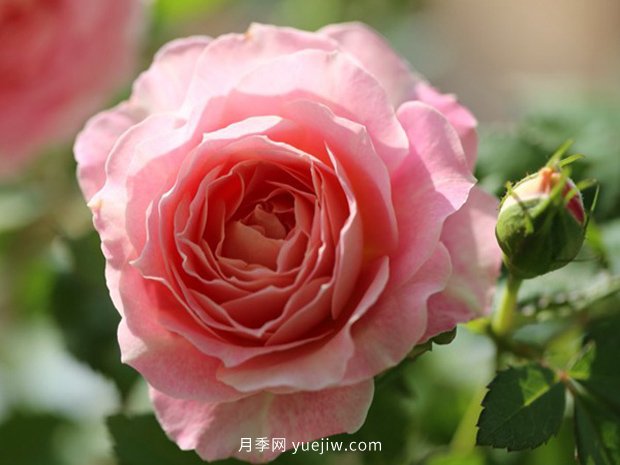 10大入門微型月季品種推薦，選這些微月就對(duì)了(圖8)