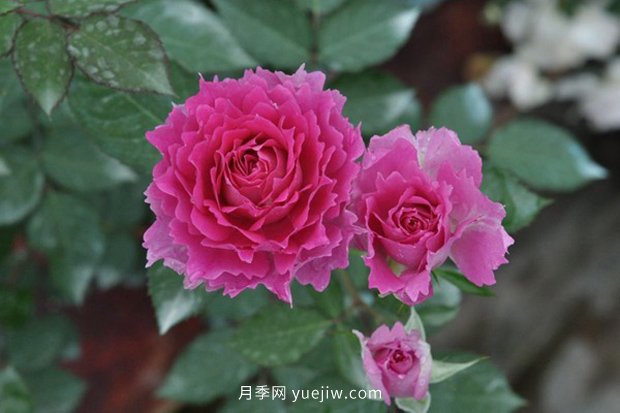 10大入門微型月季品種推薦，選這些微月就對(duì)了(圖9)