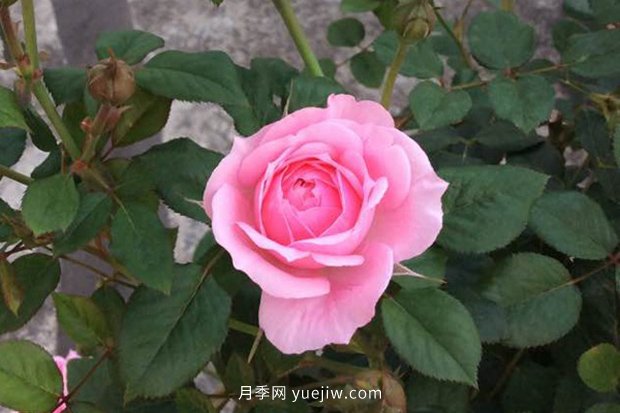 10大入門微型月季品種推薦，選這些微月就對(duì)了(圖4)