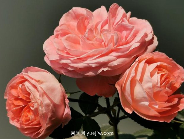 諾娃月季，推薦給陽臺黨們的微月品種(圖2)