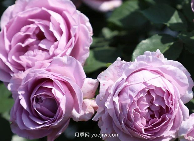 月季新品種，暗戀的心月季，陽臺(tái)有它四季看花(圖1)