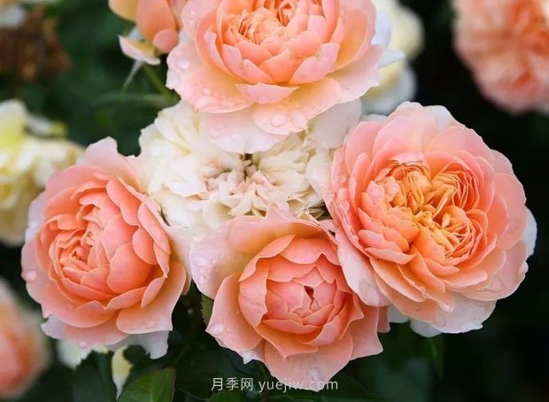 十款花期***長的微型月季品種，適合陽臺種植(圖10)