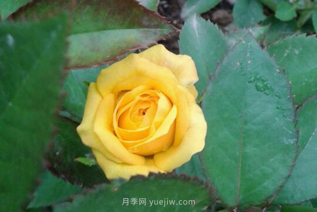 十款花期***長的微型月季品種，適合陽臺種植(圖6)