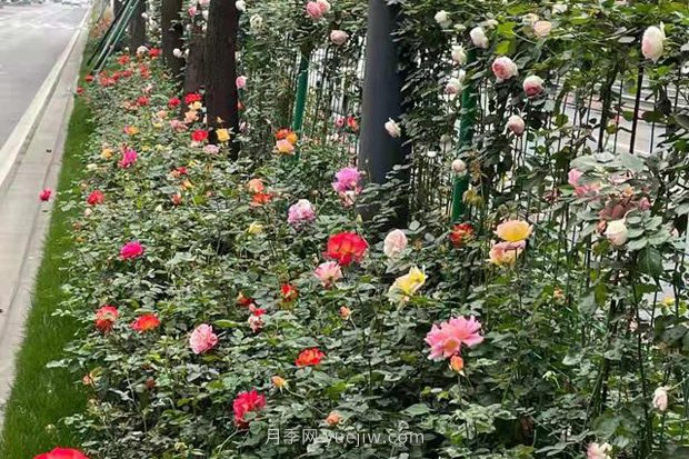成都“高顏值”月季花開(kāi)正艷，50多個(gè)品種美爆街頭(圖4)