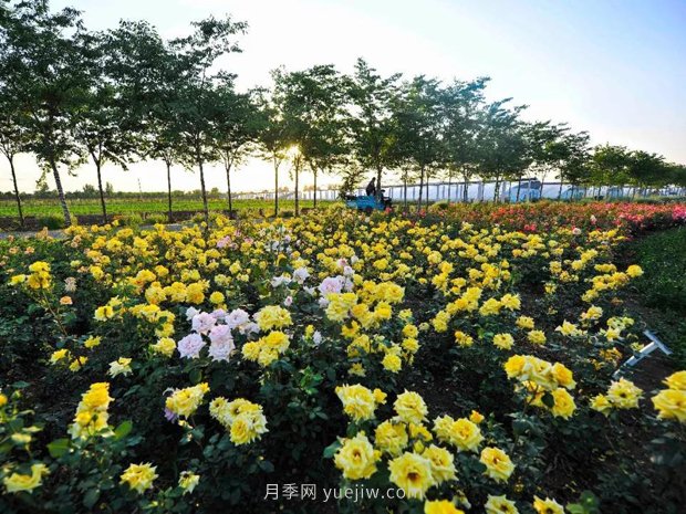 月季花卉苗木養(yǎng)護(hù)管理主要有幾方面？(圖1)