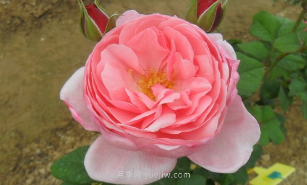 安吉拉夫人月季的優(yōu)缺點(diǎn)是什么？(圖1)