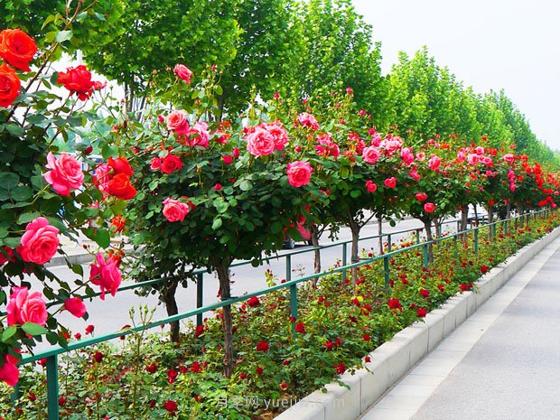 樹狀月季花在成長(zhǎng)過程中應(yīng)該如何修剪？(圖1)
