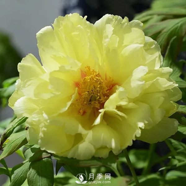 牡丹花中之王，推薦8個品種**驚艷到你(圖2)