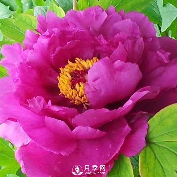牡丹花中之王，推薦8個品種**驚艷到你(圖1)