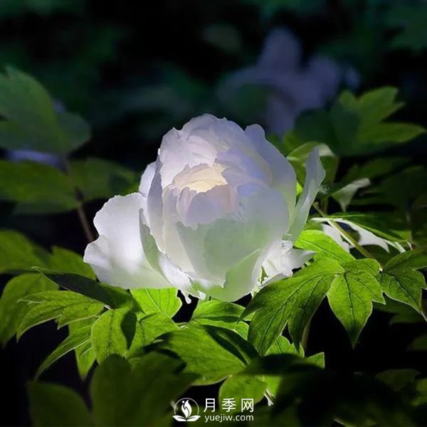 牡丹花中之王，推薦8個品種**驚艷到你(圖7)