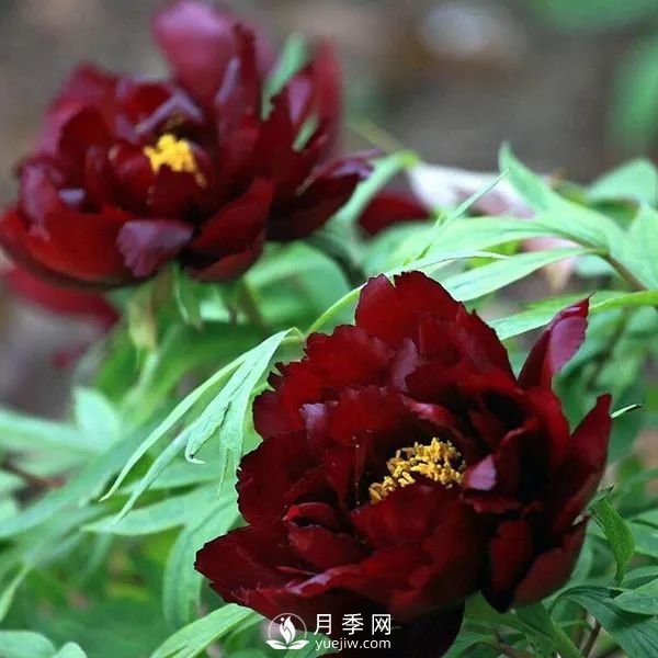 牡丹花中之王，推薦8個品種**驚艷到你(圖8)
