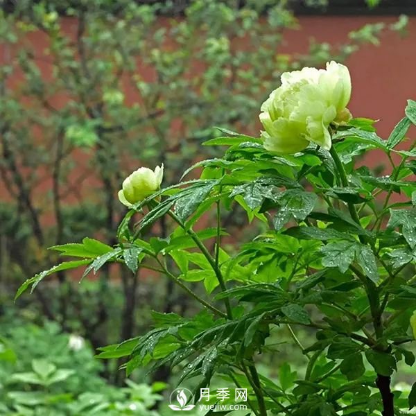 牡丹花中之王，推薦8個品種**驚艷到你(圖4)
