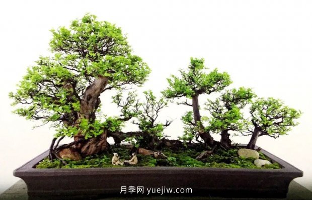 ***全花木盆景分類，輕松掌握各種花木適合如何造型(圖2)
